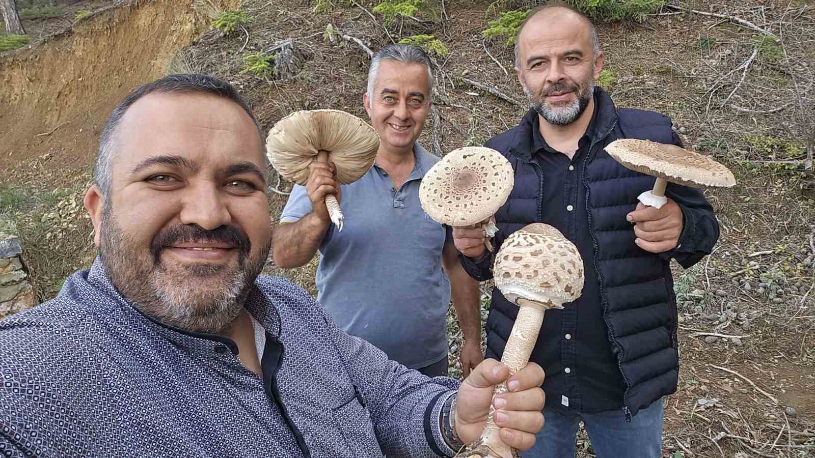 Konya'da Görülmemiş Mantar Hasadı: Boyutlarını Görünce Testereye Sarıldılar