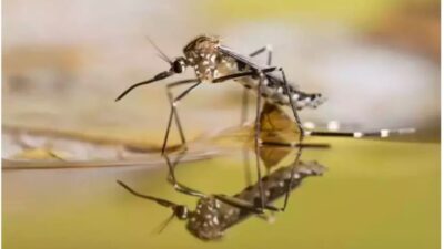 Dünya Sağlık Örgütü (DSÖ), sivrisinek kaynaklı Chikungunya virüsüne karşı küresel