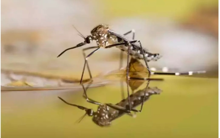Dünya Sağlık Örgütü (DSÖ), sivrisinek kaynaklı Chikungunya virüsüne karşı küresel