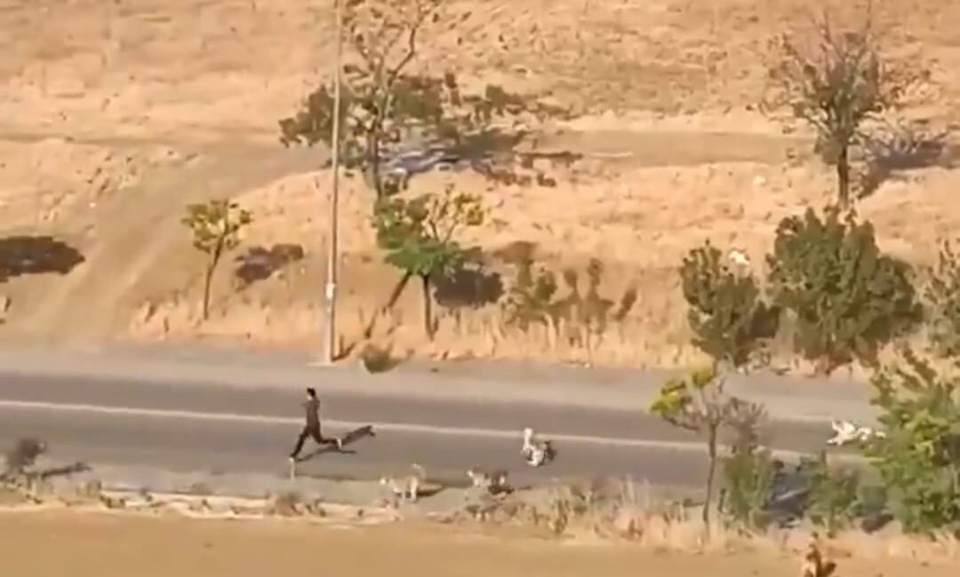 Ankara – Yenimahalle’de sabah saatlerinde yürüyüş yapan bir vatandaş, başıboş
