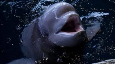 ABD’nin Şikago kentinde bulunan bir su parkında dünyada ilk kez