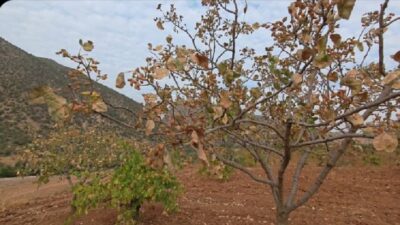 Siirt’te sıcak hava rekolteyi düşürdü, üretici zor durumda Türkiye’nin önemli