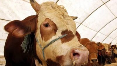 Tarım ve Orman Bakanlığı, Türkiye genelinde görülen yeni bir şap