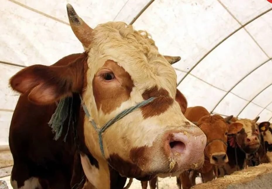 Tarım ve Orman Bakanlığı, Türkiye genelinde görülen yeni bir şap