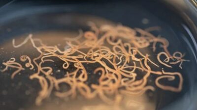 ABD’nin güney eyaletlerinde yapılan araştırmalar, insanlarla beslenen ve ölümcül hastalıklar