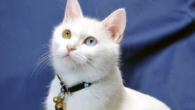 Bembeyaz tüyleri, birbirinden farklı renkteki gözleri ve suyla oynama tutkularıyla