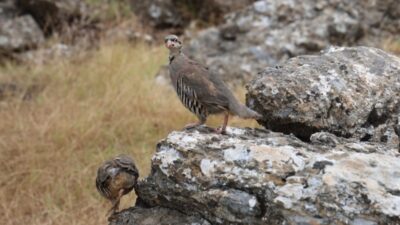 Adana’da kene popülasyonunu doğal yollarla kontrol altına almak amacıyla yürütülen