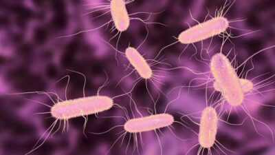 ABD’nin Florida eyaletinde, “et yiyen bakteri” olarak bilinen Vibrio vulnificus