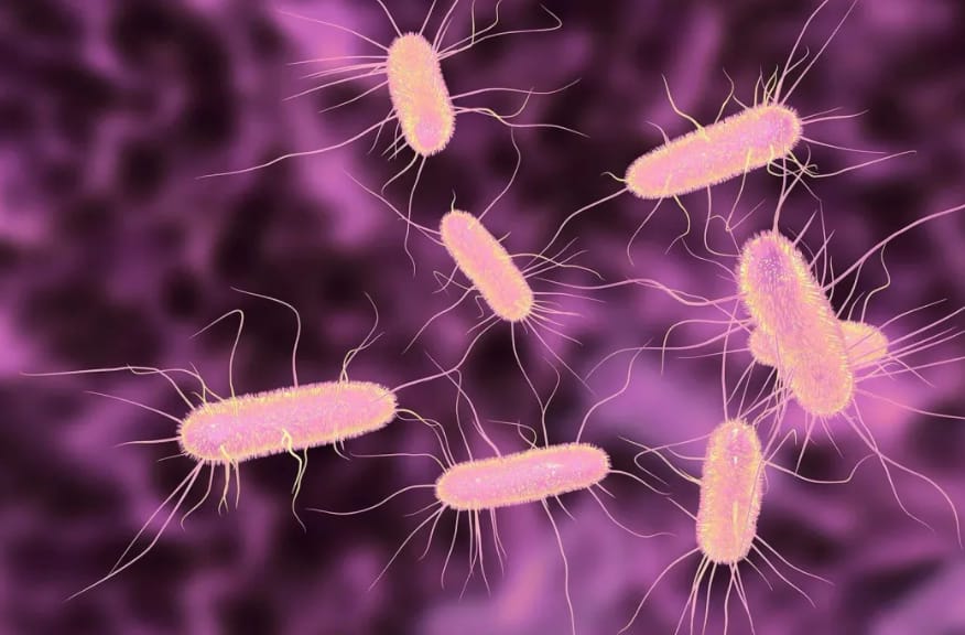 ABD’nin Florida eyaletinde, “et yiyen bakteri” olarak bilinen Vibrio vulnificus