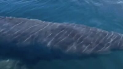 Cumhurbaşkanlığı İletişim Başkanlığı Dezenformasyonla Mücadele Merkezi (DMM), sosyal medyada Antalya