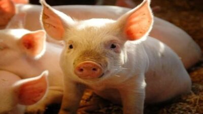 Çin’de bir ilke imza atıldı. Guangzhou Tıp Üniversitesi’nden bilim insanları,