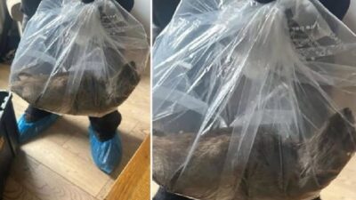 İngiltere’de bir evde bulunan dev boyutlardaki fare, görenleri hayrete düşürdü.