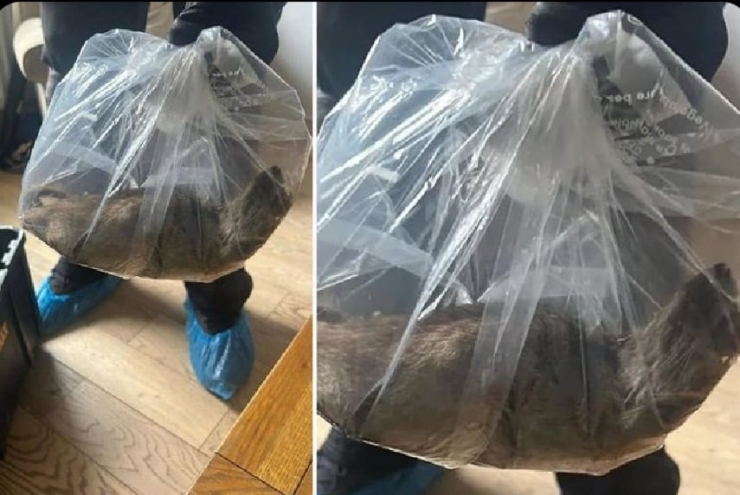 İngiltere’de bir evde bulunan dev boyutlardaki fare, görenleri hayrete düşürdü.