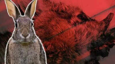 ABD’nin Colorado eyaletinde dolaşan bazı tavşanların başında “boynuz” benzeri çıkıntılar