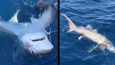 Çanakkale açıklarında balık avına çıkan balıkçılar, sabah saatlerinde sıra dışı