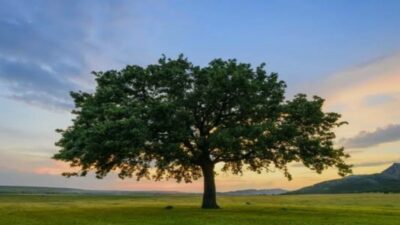 Orman Genel Müdürlüğü tarafından düzenlenen kısa film yarışması için başvurular