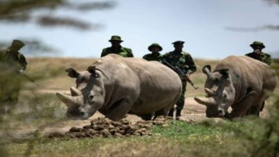 Dünyada sadece iki adet kalan kuzey beyaz gergedanlar, Kenya’nın merkezindeki
