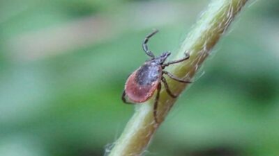 Türkiye genelinde yaz aylarında artış gösteren kene vakalarına karşı önemli