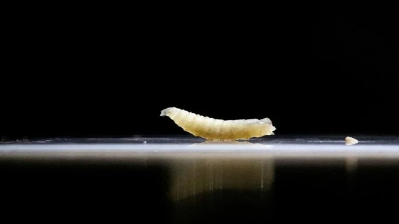 Meksika’da vidalı kurtçuk (et yiyen larva) vakaları endişe verici boyutlara