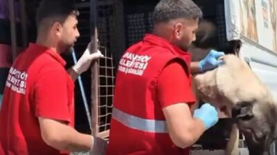 İstanbul Valiliği’nin sahipsiz sokak hayvanlarıyla ilgili aldığı karar doğrultusunda, İstanbul