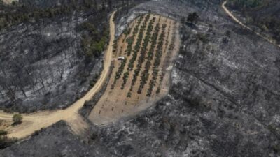 Çanakkale’nin Gelibolu ilçesine bağlı Ilgardere köyü kırsalında dün çıkan yangın,