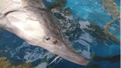 Elazığ’ın Palu ilçesinde Murat Nehri’nde balık avlayan amatör balıkçı Mehmet