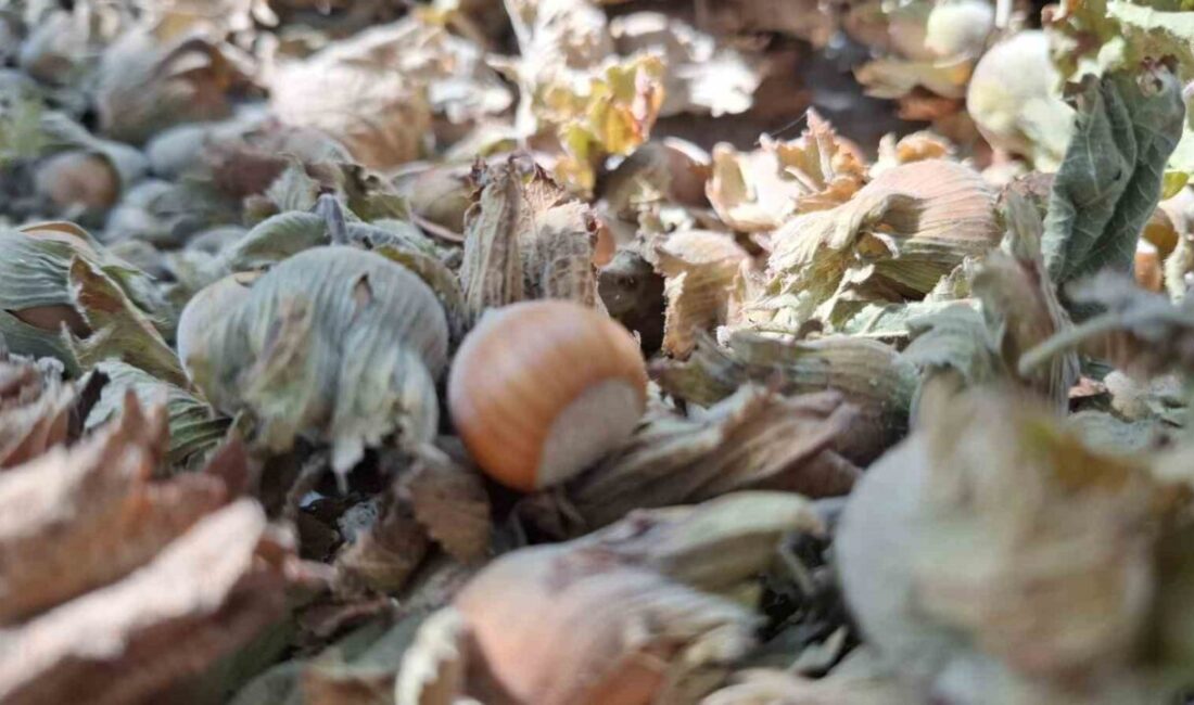 8 ayda 14 bin 810 ton ihraç edildi DÜZCE (İHA) – Düzce’den sekiz ayda Avrupa Birliği (AB) ülkelerine