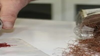 SAHTE SAFRAN TEHLİKESİ BÜYÜYOR Dünyanın en değerli baharatı olarak bilinen