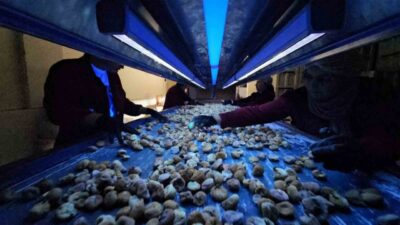 Aydın’da taze incirin ardından kuru incir mesaisi başladı. Kuru incirde