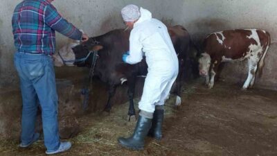 Afyonkarahisar İl Tarım ve Orman Müdürlüğü tarafından kent genelinde sığır