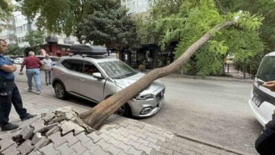 Samsun’da kaldırımda bulunan akasya ağacı park halindeki otomobilin üzerine devrilerek
