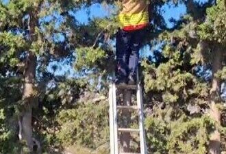 Hatay’ın Altınözü ilçesinde ağaçta mahsur kalan kedi, itfaiye ekipleri tarafından