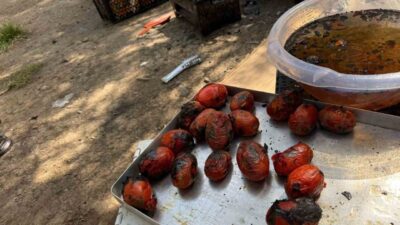 Ağrı’da yaz aylarında toplanan patlıcan, biber ve domatesler közlenip dondurucularda