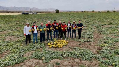 Ağrı’da çiftçilerin geçim kaynağı olan kavunların hasadı başladı. Kentin verimli