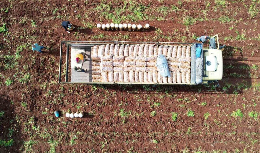 Ağustosta en çok ucuzlayan ürün patates oldu Ağustosta fiyatı en fazla düşen ürün patates, en çok artan