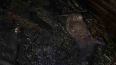 Adana’da ahır yangınında 7 küçükbaş hayvan telef oldu. Yangın, İmamoğlu