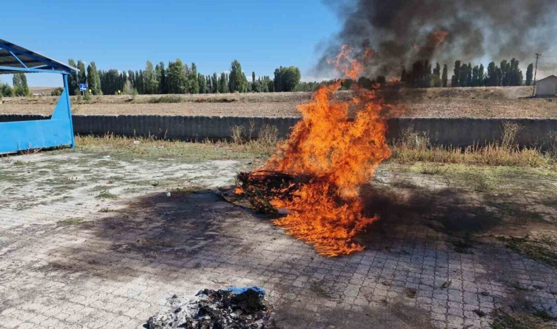 Alaca’da ele geçirilen 21 kök kenevir imha edildi Çorum’un Alaca ilçesinde jandarma ekiplerince ele geçirilen 21 kök kenevir
