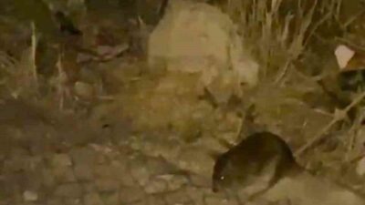 Ankara’nın Sincan ilçesinde gece saatlerinde ortaya çıkan fareler, vatandaşlar tarafından