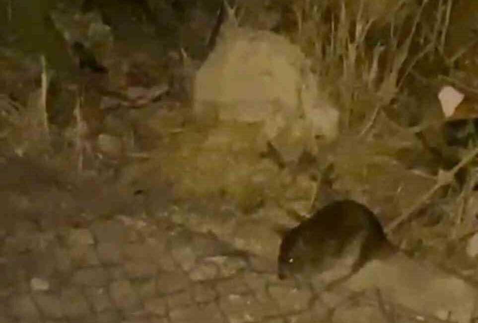 Ankara’nın Sincan ilçesinde gece saatlerinde ortaya çıkan fareler, vatandaşlar tarafından