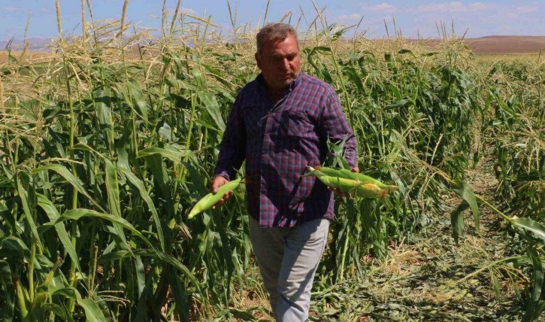 Ankara’nın Evren ilçesinde mısır hasadına başlandı. İlçede geniş tarım arazilerinde
