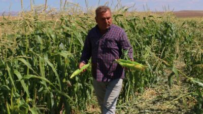 Ankara’nın Evren ilçesinde mısır hasadına başlandı. İlçede geniş tarım arazilerinde