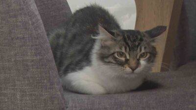 Ankara’da bir binanın boşluğuna sıkışan ‘Lili’ ismindeki kediyi Hollanda’dan bir