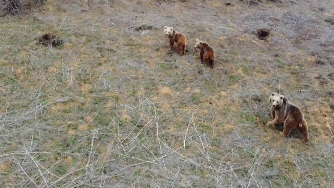 Anne ayı ve iki yavrusu havadan görüntülendi Erzincan’ın Refahiye ilçesi kırsalında boz ayı ve iki yavrusu drone
