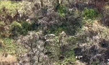 Ardahan’ın Çıldır ilçesinde boz ayı yavrularıyla ilerlerken görüntülendi. Ardahan’ın Çıldır