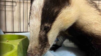 Antalya’nın Kemer ilçesine bağlı Kuzdere Mahallesi’nde bir evin bahçesinde porsuk