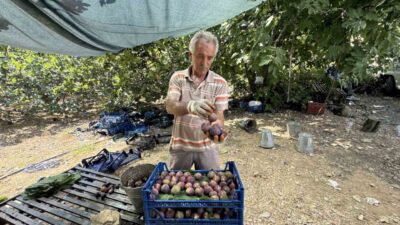 Antalya’nın İbradı ilçesinin 800 rakımlı Ürünlü Mahallesi’nde yetişen siyah incirin