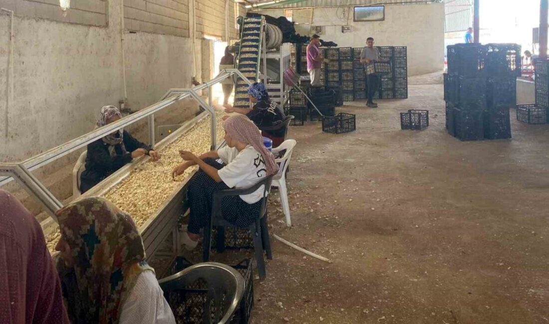 Arabanlı sarımsak çiftçisi, Ata tohumu tesisi kurdu Gaziantep’in Araban ilçesinde Araban Sarımsağı üreticisi Ziraat Mühendisi Kadir Öztürk,