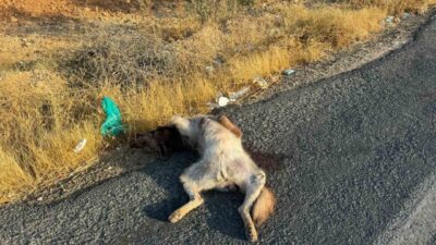 Şanlıurfa’nın Halfeti ilçesinde aracın çarptığı çizgili Anadolu sırtlanı telef oldu.