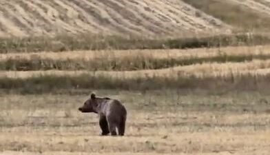 Ardahan’ın Çıldır ilçesinde yiyecek arayan boz ayı görüntülendi. Ardahan’da yaban