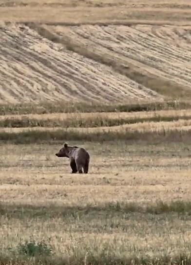 Ardahan’ın Çıldır ilçesinde yiyecek arayan boz ayı görüntülendi. Ardahan’da yaban